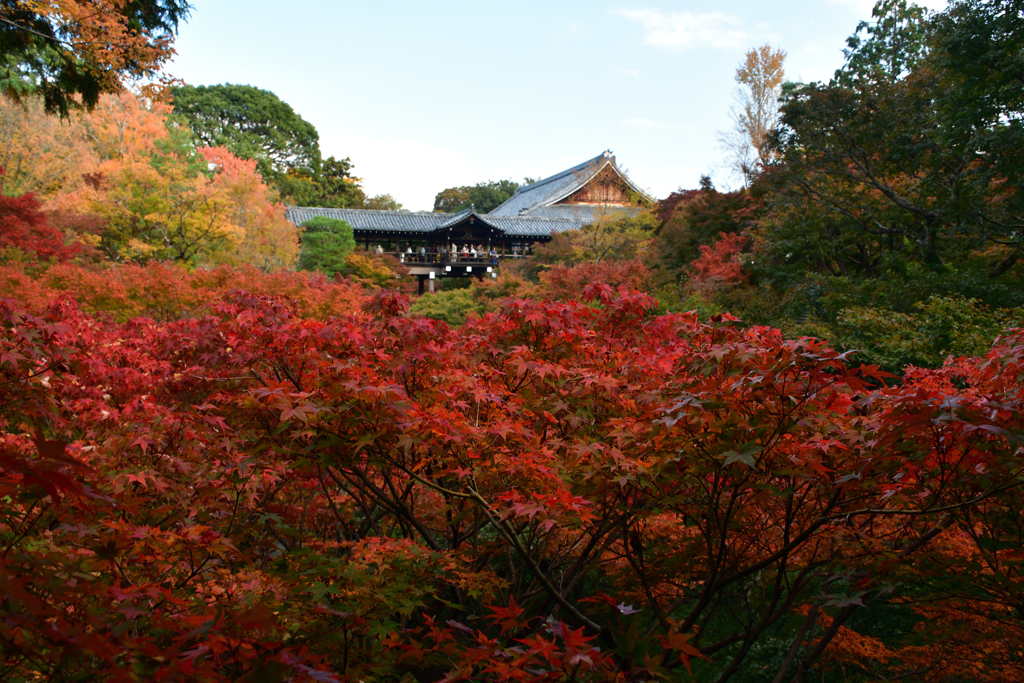 251114d東福寺43