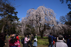 200320h京都御苑07