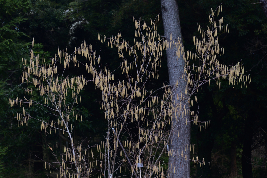 220312a京都植物園06