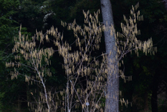 220312a京都植物園06