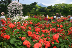 190519京都植物園14