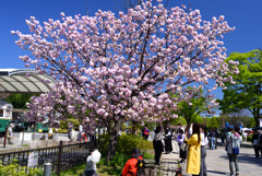 230409c梅小路公園02