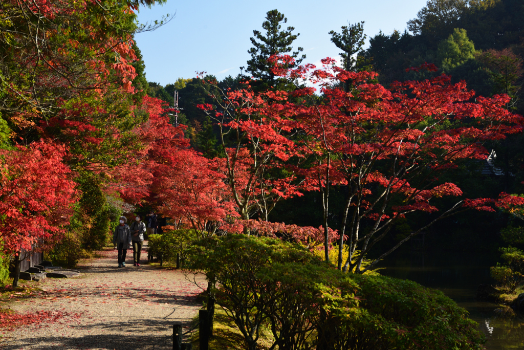 201108円成寺11