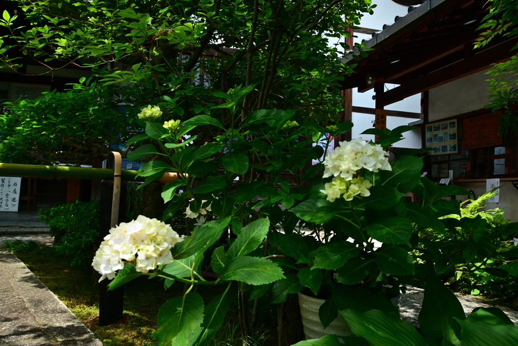 250606妙心寺退蔵院05