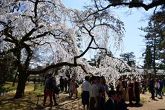 230320c京都御苑09