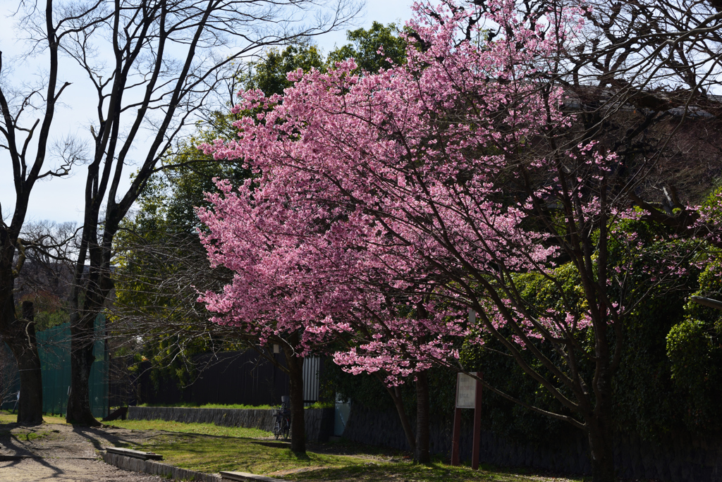 190318c賀茂大橋31