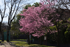 190318c賀茂大橋31