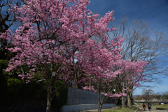 190318c賀茂大橋39