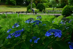 230702万博公園10