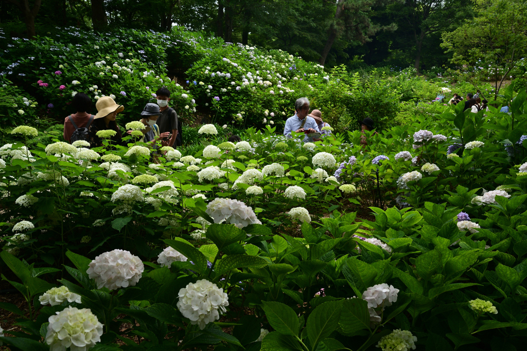 230610b長居植物園43
