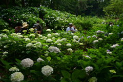 230610b長居植物園43