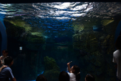 240820京都水族館30