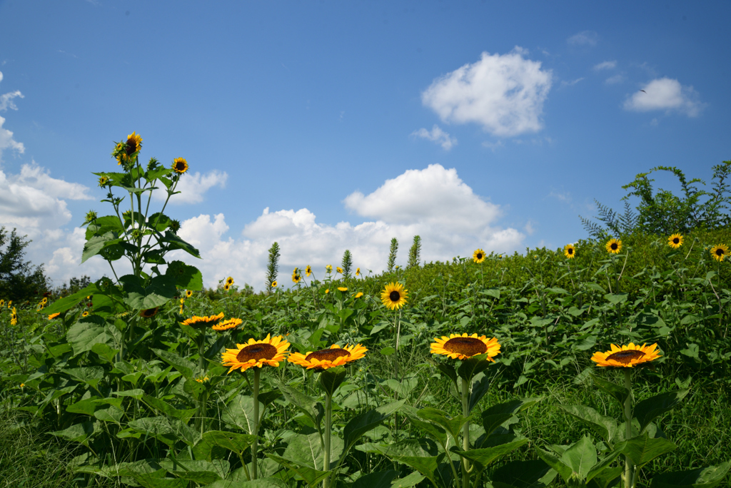 220807馬見丘陵公園14