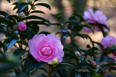 251207a京都植物園29