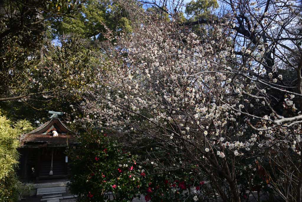 250225a京都御苑03