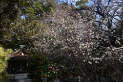 250225a京都御苑03