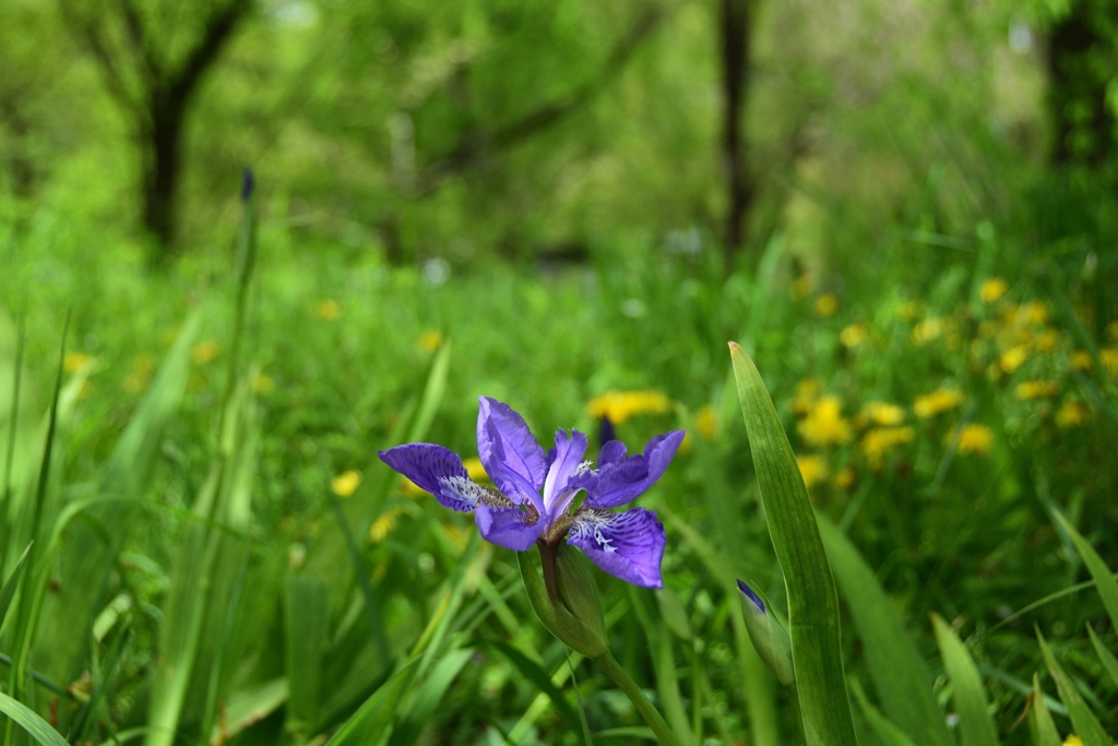 180416b平野神社39+