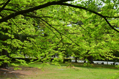 250418a京都御苑42