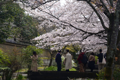 220402e哲学の道01