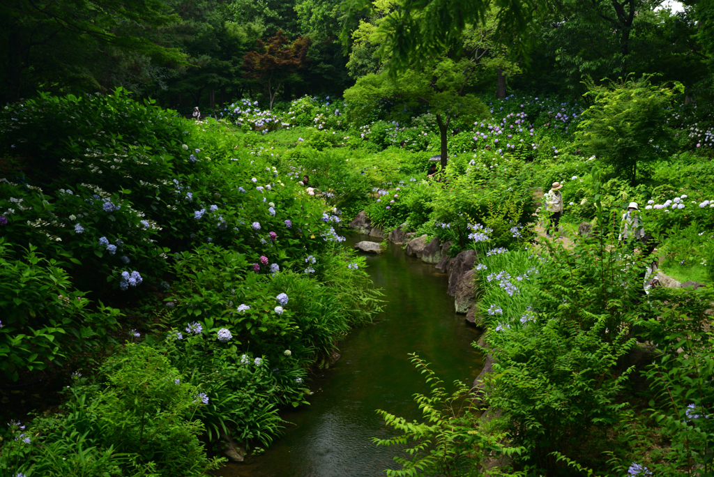 240622長居植物園25