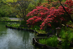 220422梅宮大社28