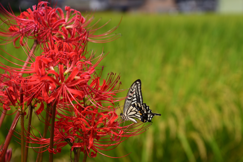 220921a本薬師寺跡16