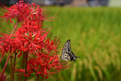 220921a本薬師寺跡16