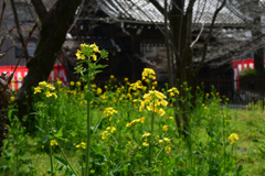 250325d平野神社32