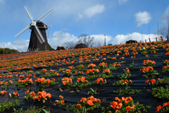 240302鶴見緑地01