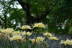 250924a平野神社23