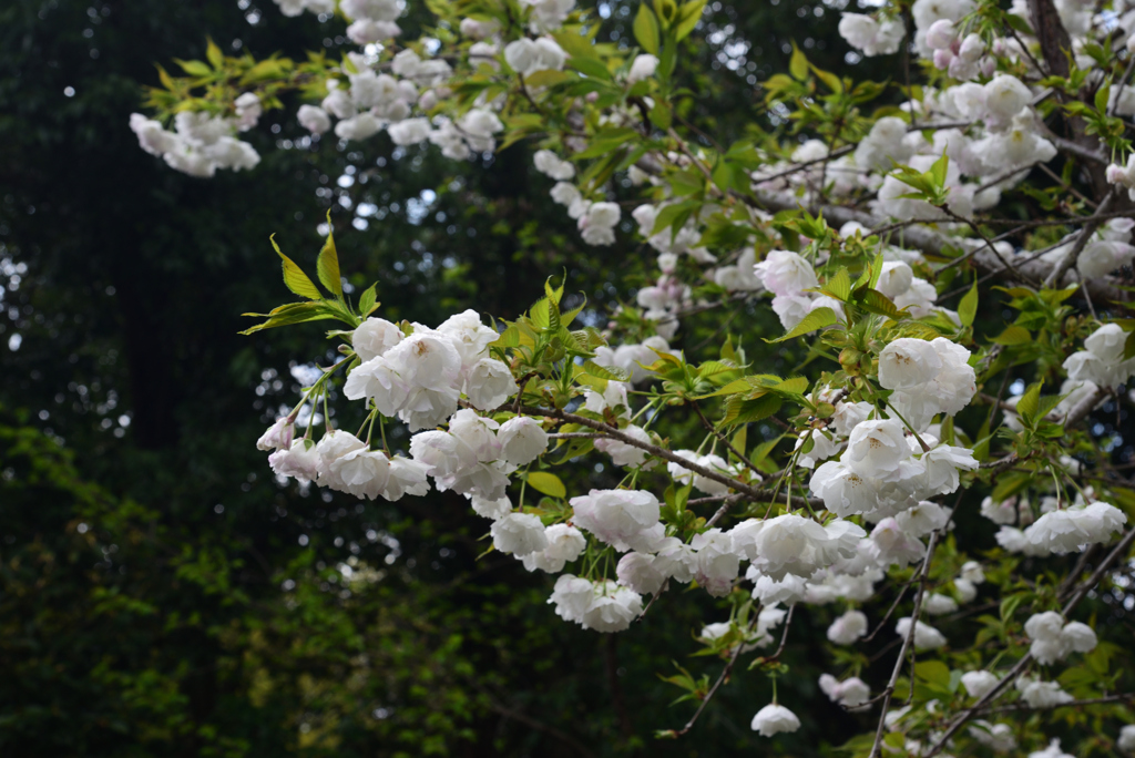 200402a京都植物園09