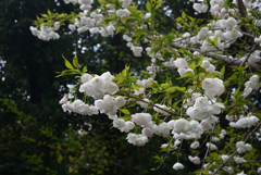 200402a京都植物園09