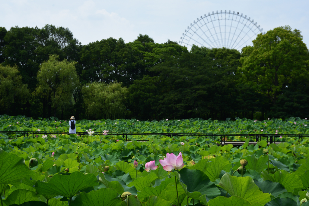 200802万博公園12