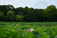 200802万博公園12