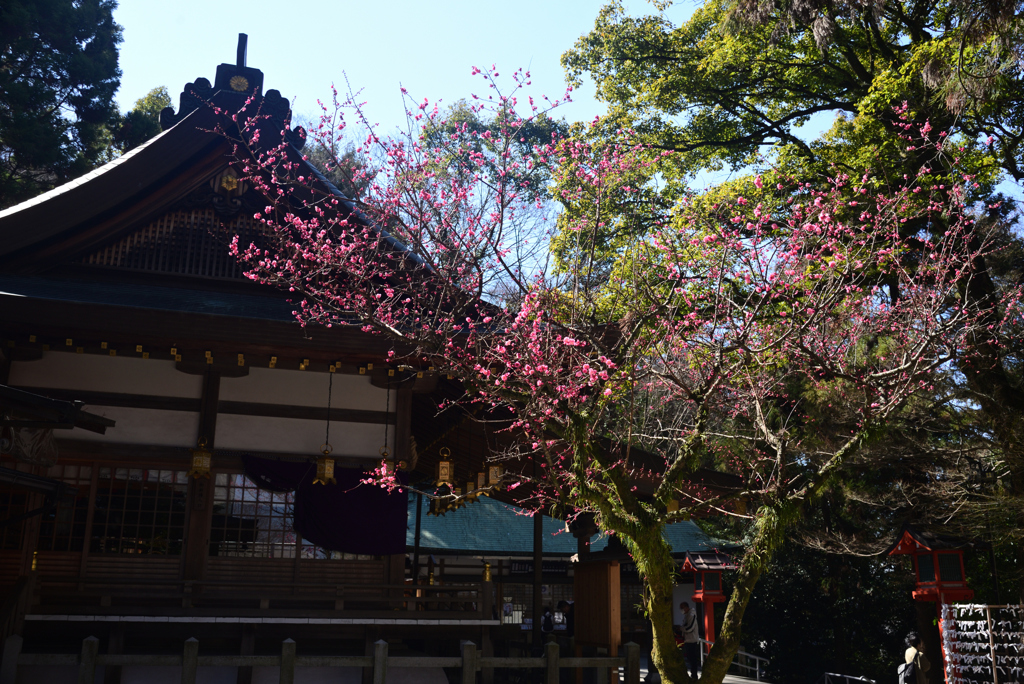 250310a枚岡神社04