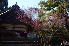 250310a枚岡神社04