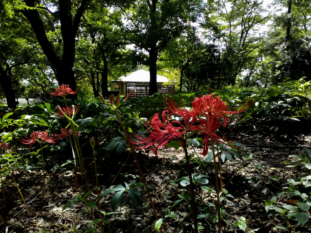 220910a長居植物園10