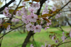 250411a京都植物園41