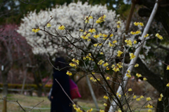 230226万博公園38