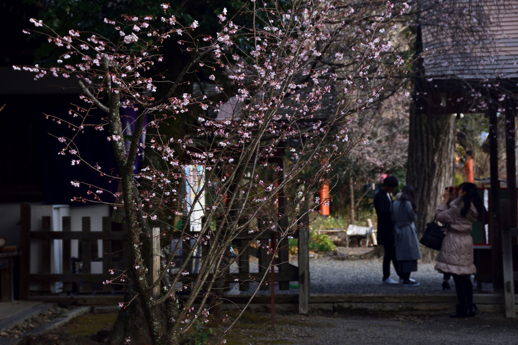 180108d平野神社47+