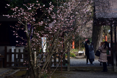 180108d平野神社47+