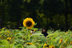 190818長居植物園33