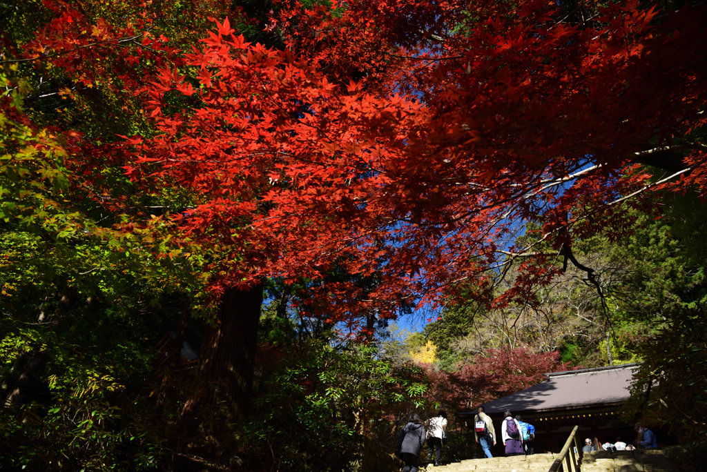 201115a室生寺36