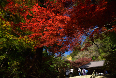 201115a室生寺36