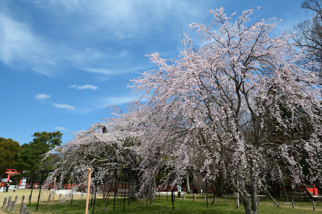 250331a上賀茂神社14