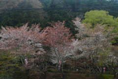 250406f大井川鉄道22