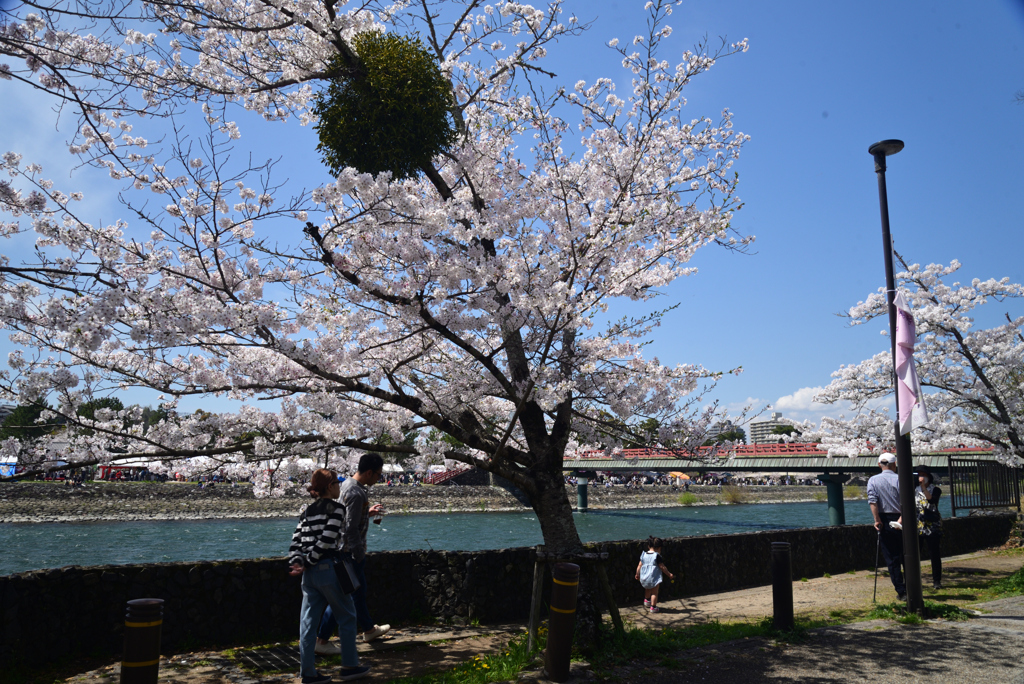 240407c宇治川27