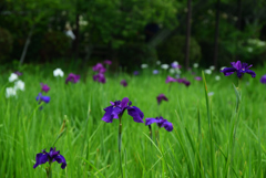 190614梅宮大社27