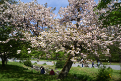 220416d京都御苑32