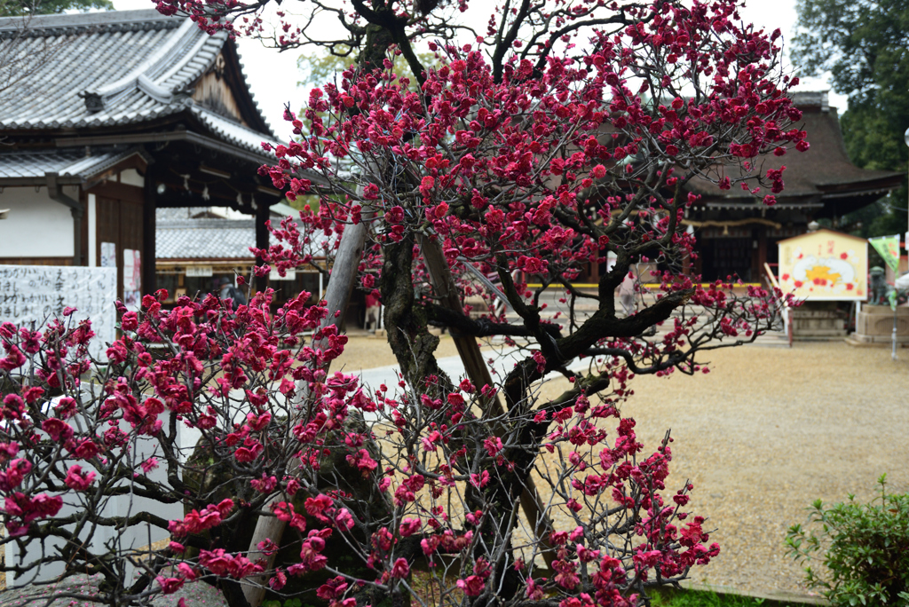 200213a道明寺天満宮05